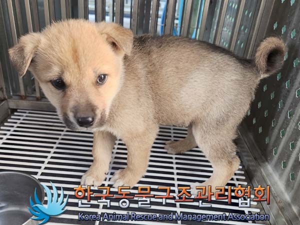 한국동물구조관리협회_411311202400166